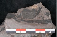 Foto (Detailansicht) von Noeggerathia palmaeformis Goeppert (NHMW-GEO-2024-0188-10755)